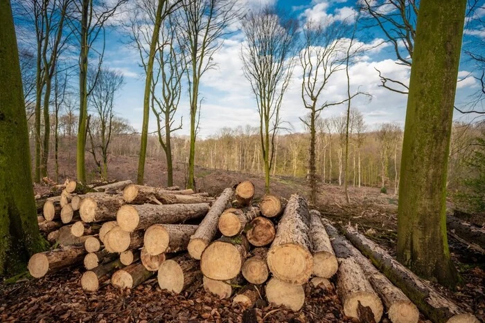 In which regions are there the most illegal logging: statistics