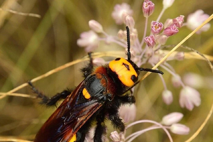 The largest wasps in Europe have attacked the cities of Ukraine. Is there a reason to panic? – an expert explains