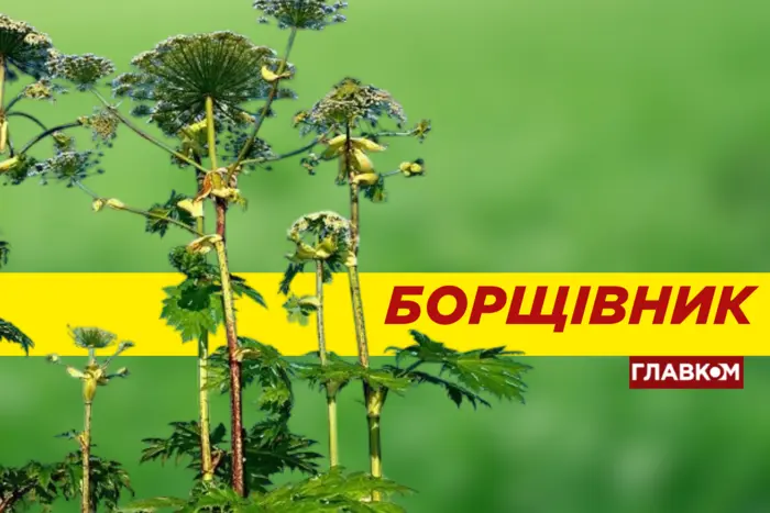 Зацвёл отравляющий борщевик. В чем его опасность и как уберечься