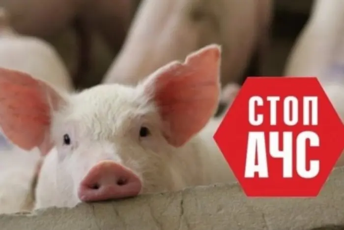 На Вінниччині зафіксовано спалах африканської чуми свиней