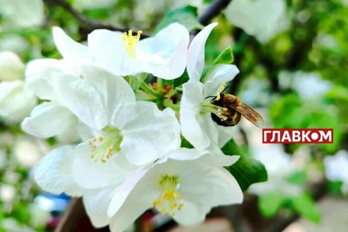 W Ukrainie do +24° oraz miejscami deszcze: prognoza pogody na 14 czerwca