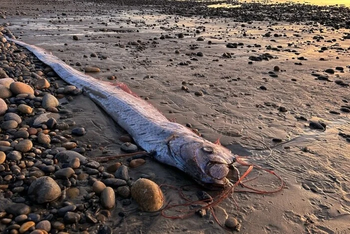 The 'Doomsday Fish' Off the Coast of the US