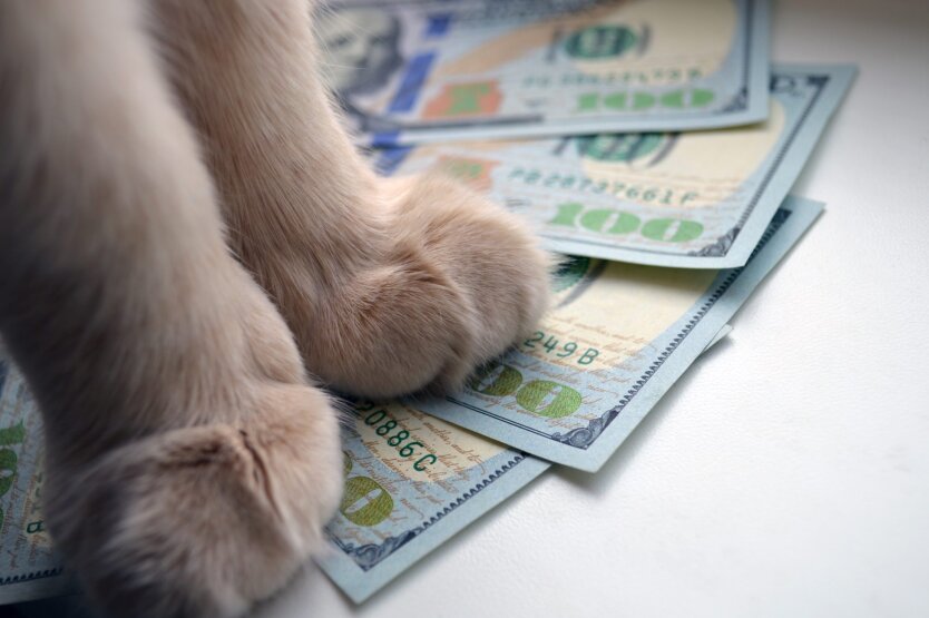 Monobank hat Geldtransfers in Dollar und Euro erleichtert: Wer erhält jetzt Geld in Fremdwährung