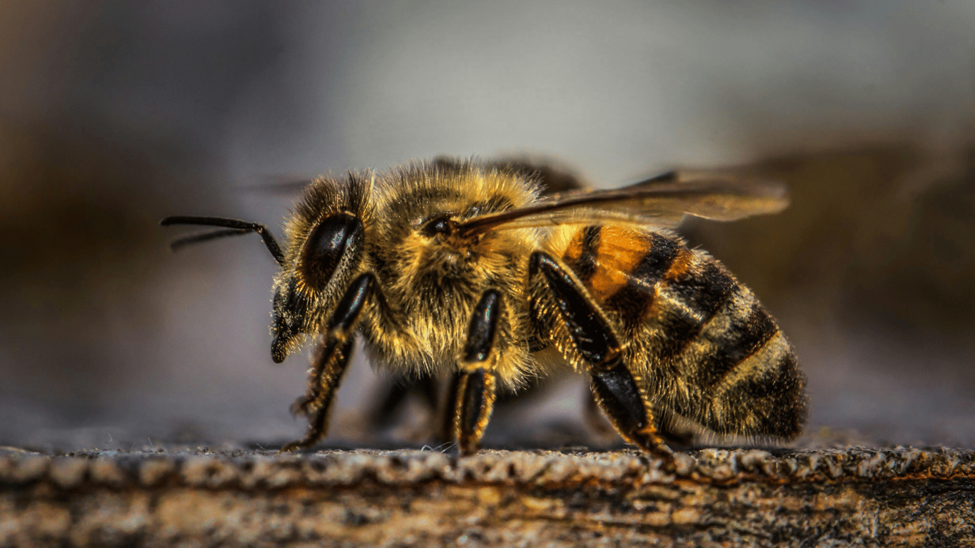 In Indien haben Bienen ein Flugzeug angegriffen – Flug wurde gezwungen verzögert